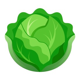 简易的卡通风格的白菜