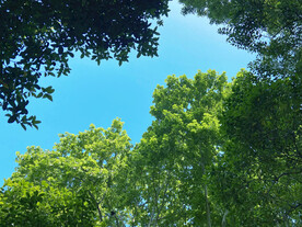 夏日树荫