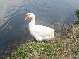 白鹅