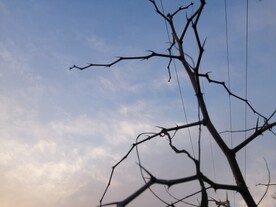 树枝天空