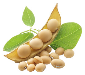 大豆分层图