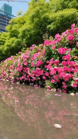 夏日景色