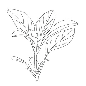 植物树叶线稿矢量