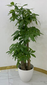 发财树 室内绿植