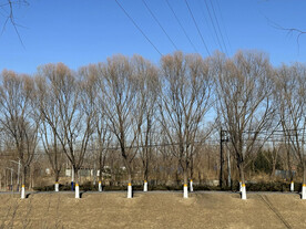 岸边树