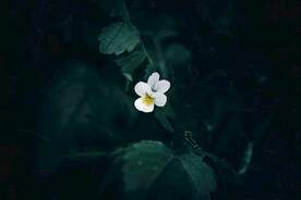 花卉景色