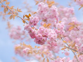 春暖花开