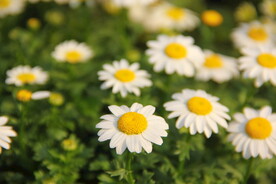 小雏菊