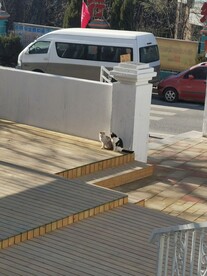下午的猫猫