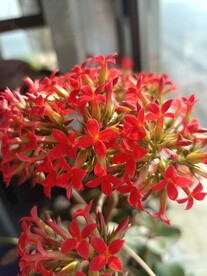 凤尾长寿花