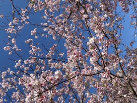 樱花
