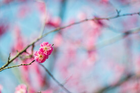 红梅花开