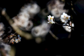 梦幻的樱花