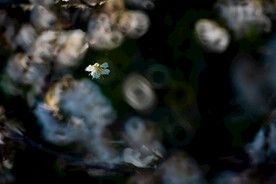 梦幻的樱花