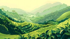 茶园茶山茶田插画背景