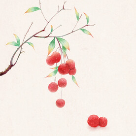 小荔枝插画