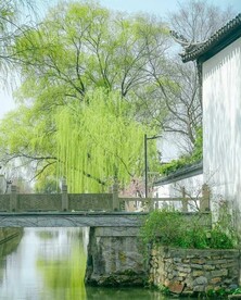 拂柳微风