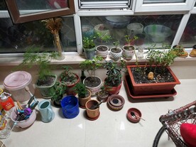 养花