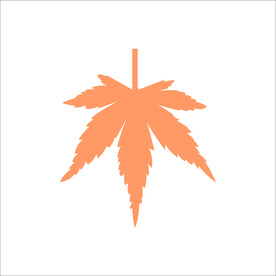 枫叶