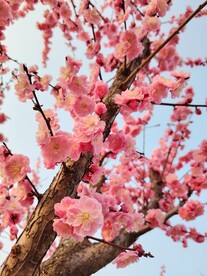 春天桃花盛开