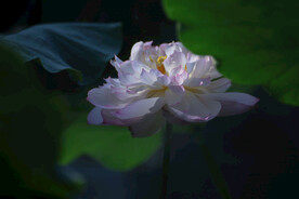 荷花 