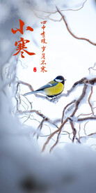 翠鸟