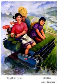 高山插秧