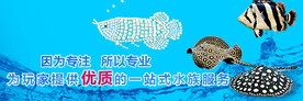 水族观赏鱼蓝色海报banner