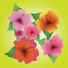 芙蓉花矢量图