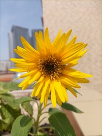 向日葵  黄色花 向阳花 