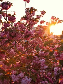 花与阳光