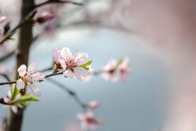 桃花盛开春意浓