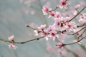 桃花盛开春意浓