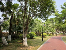 珠海公园植物景色