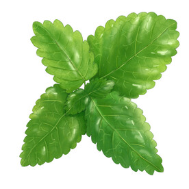 薄荷