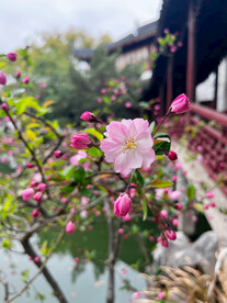 海棠花