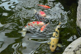 金鱼戏水 