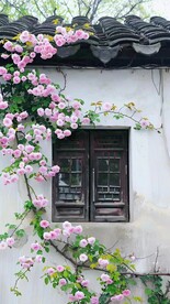 窗户旁鲜花