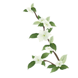 栀子花