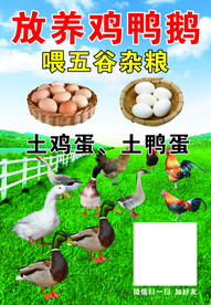 放养鸡鸭鹅海报