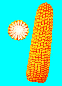玉米棒