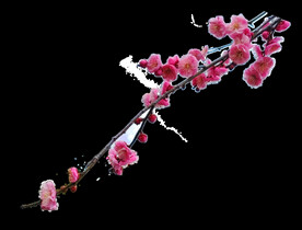 一枝朱砂梅花透明底