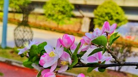 海棠花