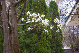 玉兰花
