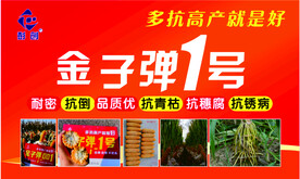 金子弹1号