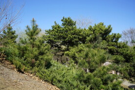 松树树林