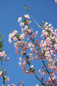 海棠花枝  