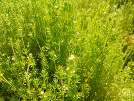 锯齿草