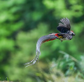 锦鸡