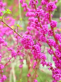 紫荆花